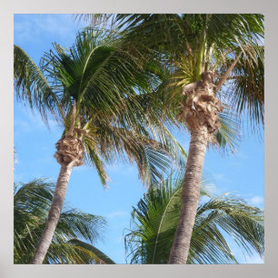 Póster Palm Trees Against Blue Sky