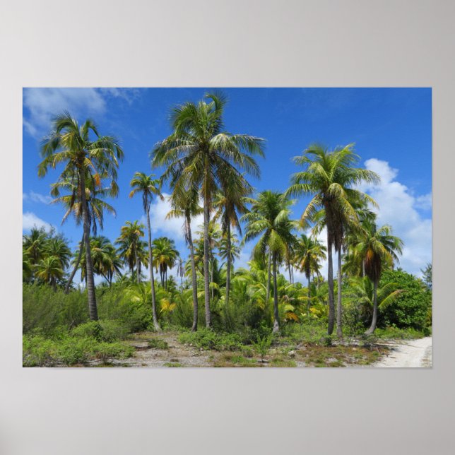 Póster Palm Trees de Rangiroa (Frente)