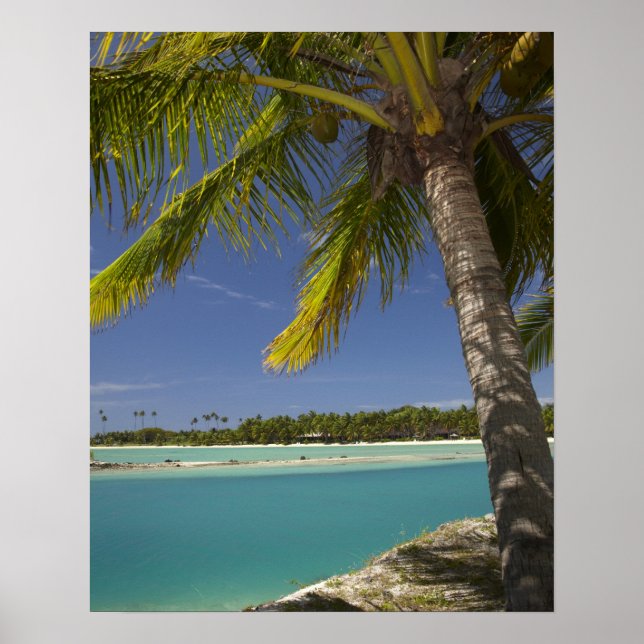 Póster Palm trees & lagoon, Musket Cove Island Resort (Frente)