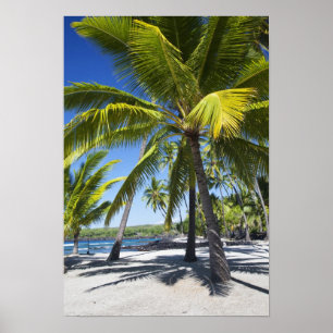 Póster Palm trees, National Historic Park Pu'uhonua o