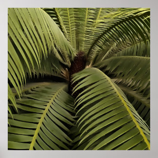 Póster Palm Tropical Art Dioon Spinulosum