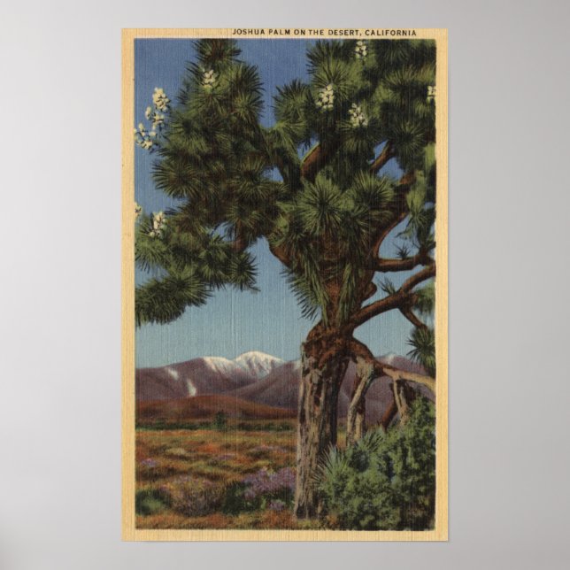 Póster Palma Joshua en flor en desierto californiano (Frente)