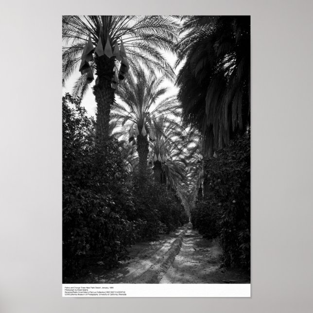 Póster Palmas y árboles Naranjas cerca del desierto, 1966 (Frente)