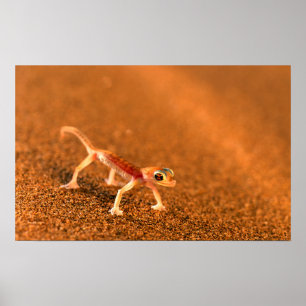 Póster Palmatogecko On Sand Dune, Swakpomund, Erongo