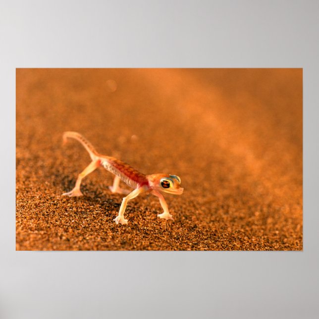 Póster Palmatogecko On Sand Dune, Swakpomund, Erongo (Frente)