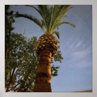 Póster Palmera 🌴