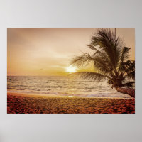Palmera de coco al sol en la playa