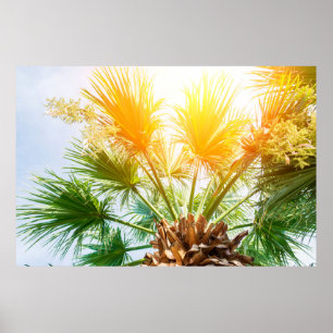 Póster Palmera de palmera brillante fondo de verano. p tr