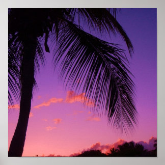 Póster palmera de zafiro