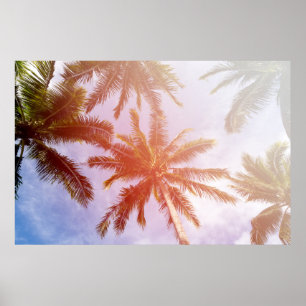 Póster Palmera del coco con luz del sol