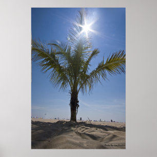 Póster Palmera, foto cerca: Joe Dantone
