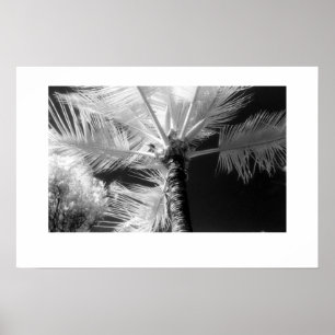 Póster Palmera hawaiana