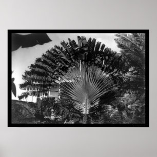 Póster Palmera Kenia 1920 de los viajeros