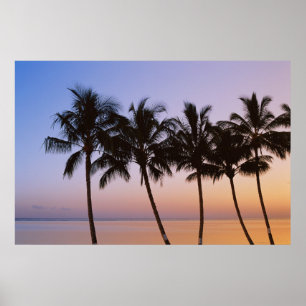 Póster Palmera, mañana