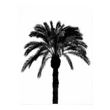 palmera tropical en blanco y negro