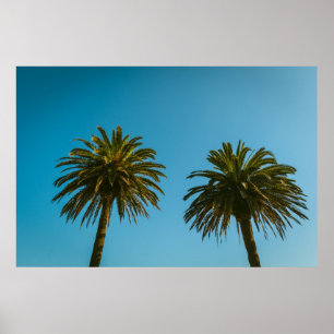 Póster Palmera verde bajo cielo azul por la mañana