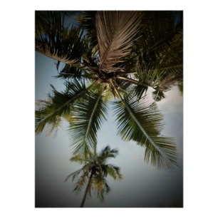 Póster Palmeras