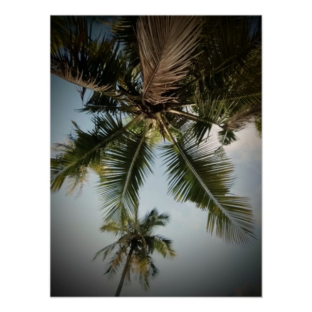 Póster Palmeras (Anverso)
