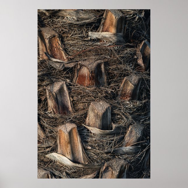 Póster Palmeras (Frente)