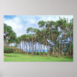 Póster Palmeras Andantes en Hawaii