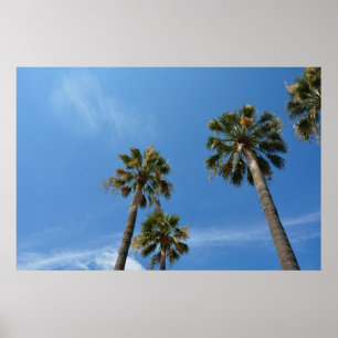 Póster Palmeras con cielo azul