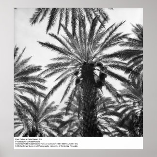 Póster Palmeras de cita en el desierto de Palm por Ansel 