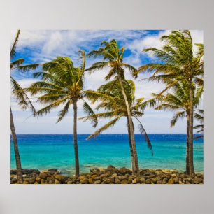 Póster Palmeras de coco (Cocos nucifera) balanceándose en