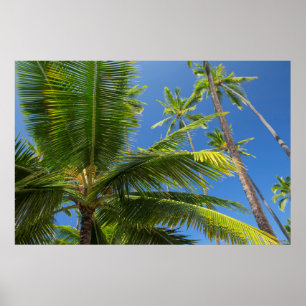 Póster Palmeras de coco, Pu'uhonua o Honaunau 1