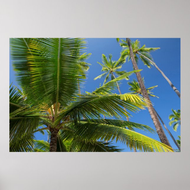 Póster Palmeras de coco, Pu'uhonua o Honaunau 1 (Frente)