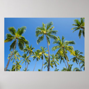 Póster Palmeras de coco, Pu'uhonua o Honaunau 2