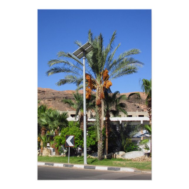 Póster Palmeras de Egipto (Anverso)