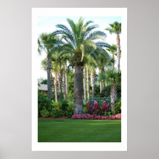 Póster Palmeras de Florida