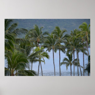 Póster Palmeras de Hawaii