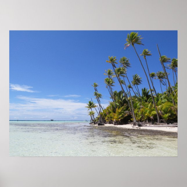 Póster Palmeras de Rangiroa (Frente)