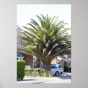 Póster Palmeras exóticas y plantas en Selsey.