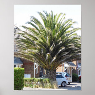 Póster Palmeras exóticas y plantas en Selsey.