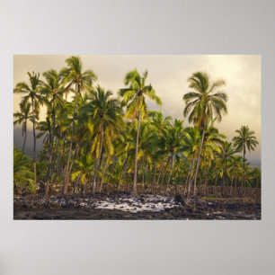 Póster Palmeras, Parque Histórico Nacional Pu'uhonua o 2