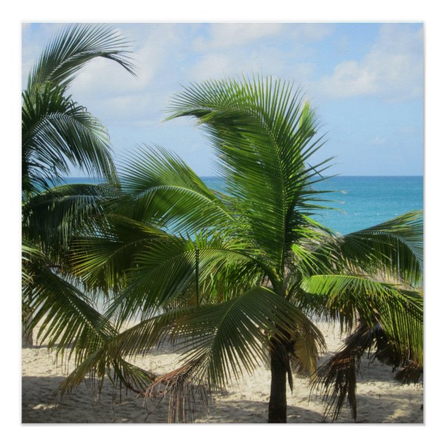 Póster Palmeras Tropicales (Anverso)