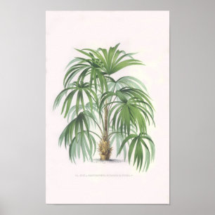 Póster palmeras tropicales, palmera