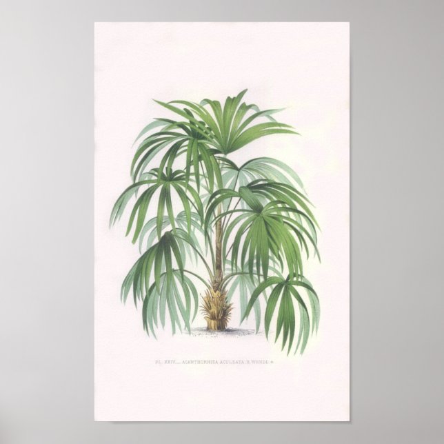 Póster palmeras tropicales, palmera (Frente)