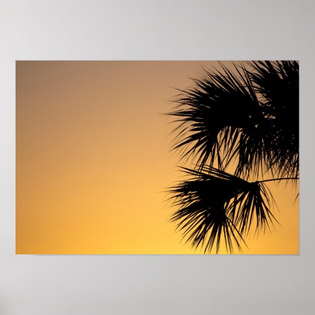 Póster Palmetto tree, amanecer, Florida (Frente)