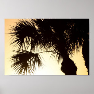 Póster Palmetto tree, amanecer, Florida
