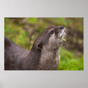 Póster Palo de búsqueda de orugas