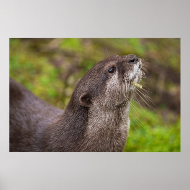 Póster Palo de búsqueda de orugas (Frente)