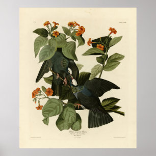 Póster Paloma blanca - Los pájaros de América de Audubon