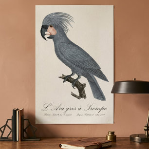 Póster Paloma cabecinegra, Probosciger aterrimus