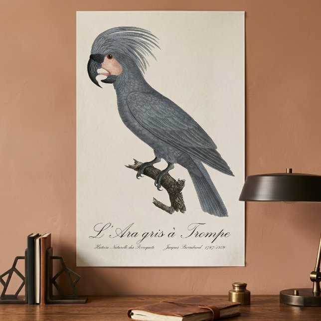 Póster Paloma cabecinegra, Probosciger aterrimus (Great Black Palm Cockatoo, Probosciger aterrimus. Poster)