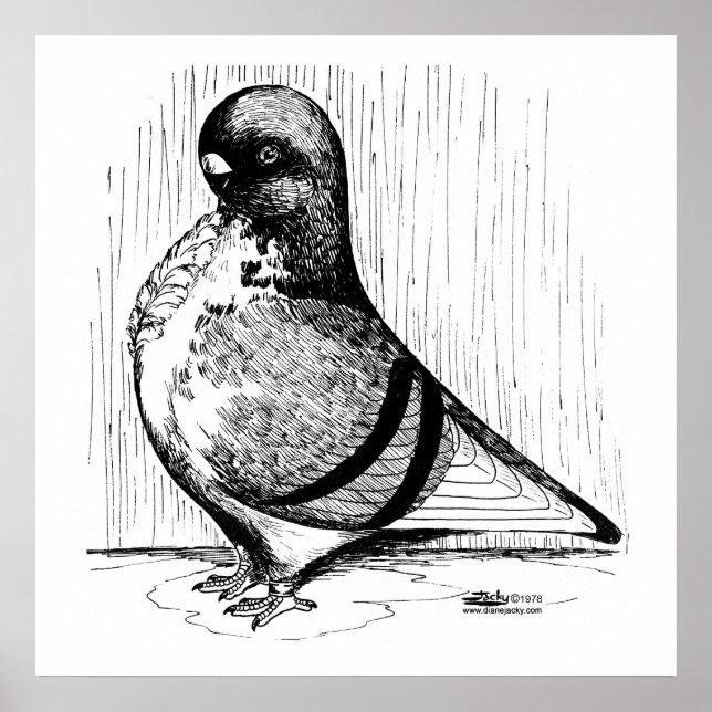 Póster Paloma de búho africana de 1978 (Frente)