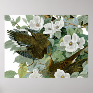 Póster Paloma de Carolina Audubon Tórtola Americana