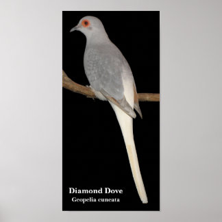 Póster paloma de diamante, paloma de diamante, geopelia c